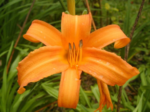 Картинка цветы лилии лилейники