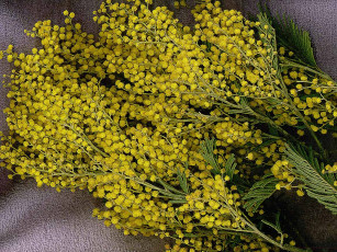 Картинка цветы мимоза