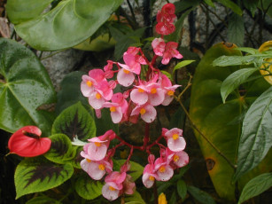 Картинка цветы разные вместе