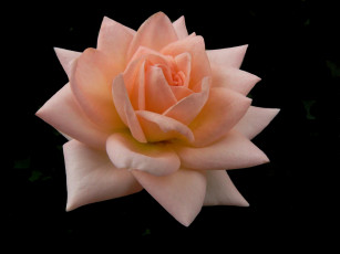 Картинка цветы розы