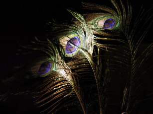Картинка peacock feathers разное