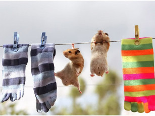 обоя забавные, хомячки, животные, морские, свинки, хомяки