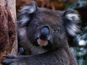 Картинка животные коалы
