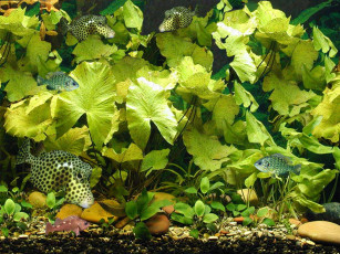 Картинка животные рыбы