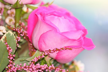 Картинка цветы розы