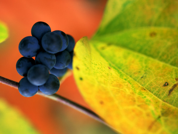 Обои картинки фото 