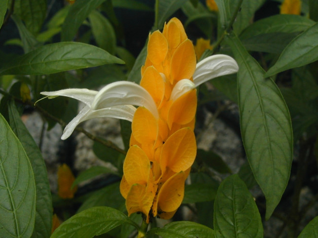 Обои картинки фото цветы