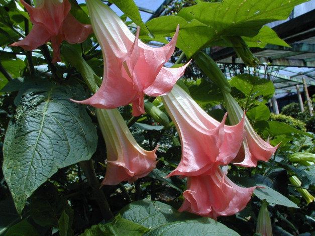 Обои картинки фото цветы, бругмансия, дурман, трубы, ангела