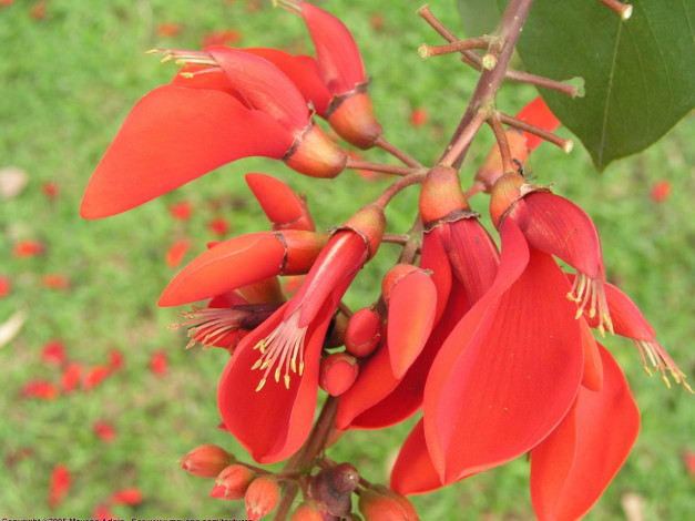 Обои картинки фото цветы, цветущие, деревья, кустарники