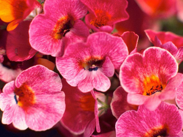 Обои картинки фото цветы, лантана, вербена