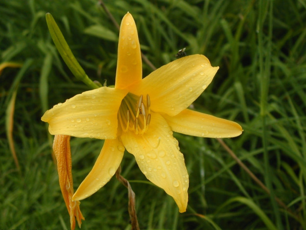 Обои картинки фото цветы, лилии, лилейники