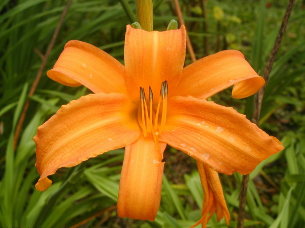 Обои картинки фото цветы, лилии, лилейники