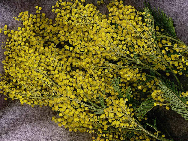 Обои картинки фото цветы, мимоза