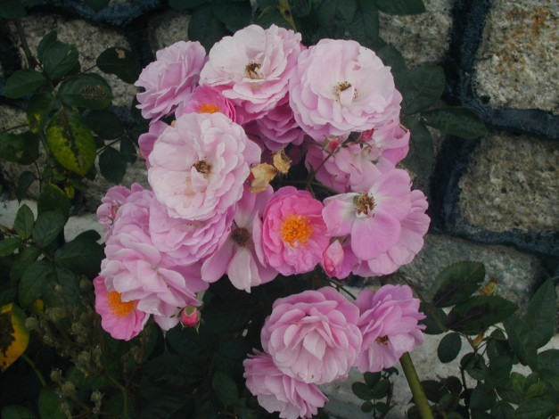 Обои картинки фото цветы, розы