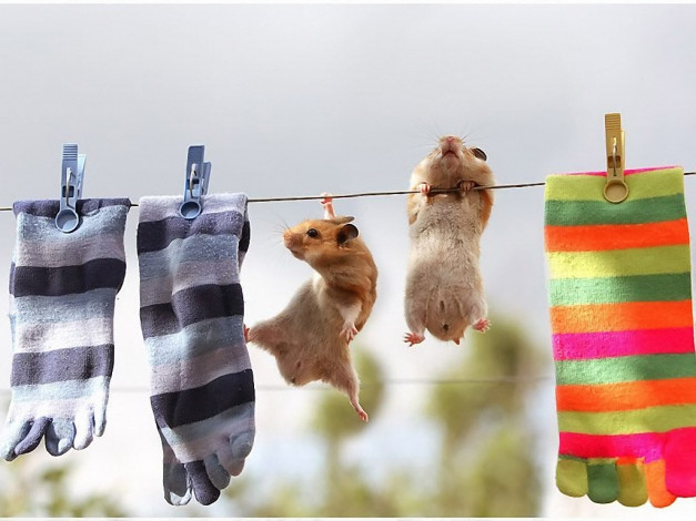 Обои картинки фото забавные, хомячки, животные, морские, свинки, хомяки