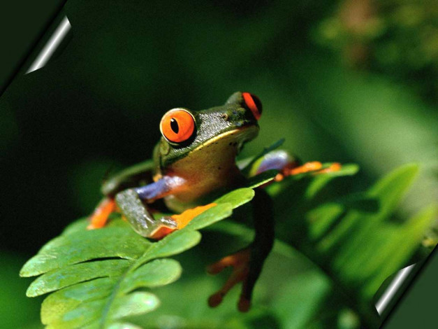 Обои картинки фото животные, лягушки