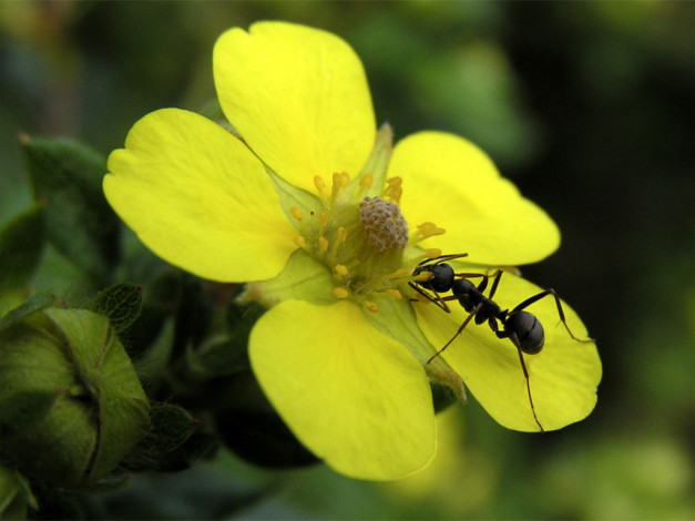 Обои картинки фото животные, насекомые