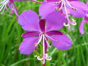 Картинка цветы