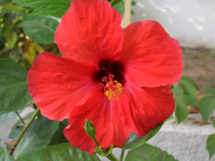 Картинка цветы гибискусы