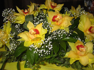 Картинка цветы орхидеи