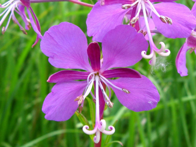 Обои картинки фото цветы