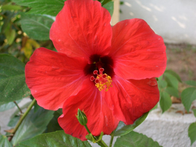 Обои картинки фото цветы, гибискусы