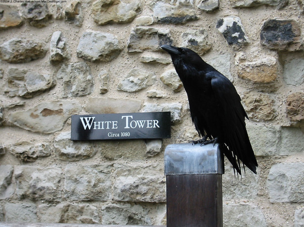 Обои картинки фото животные, вороны, грачи, галки