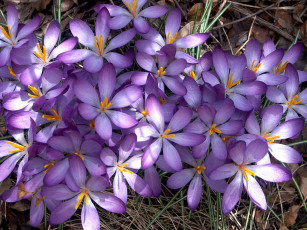 Картинка vldr на весеннем солнышке погретьсЯ цветы крокусы