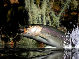 Картинка животные рыбы