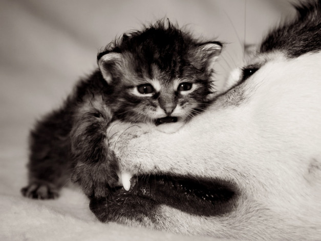 Обои картинки фото grifonchik, nalitova, yulia, главное, завалить, потом, затопчем, животные, разные, вместе