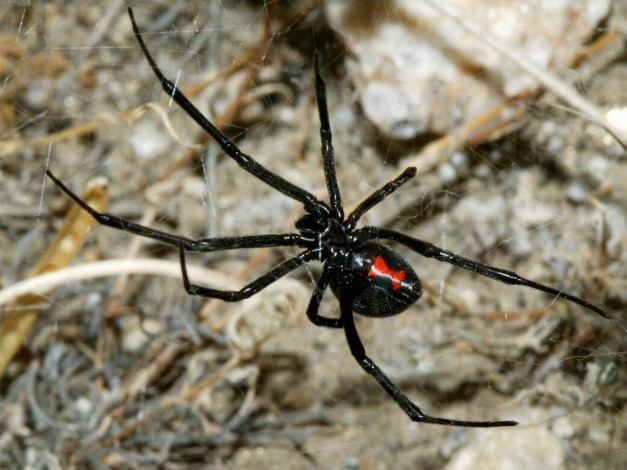 Обои картинки фото животные, пауки