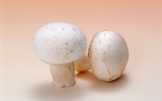 Обои картинки фото еда, грибы, грибные, блюда