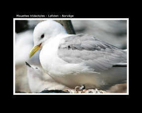 обоя животные, Чайки, бакланы, крачки