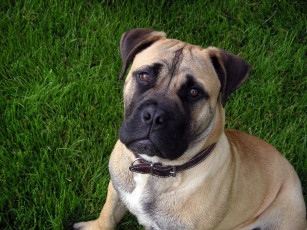 Картинка животные собаки