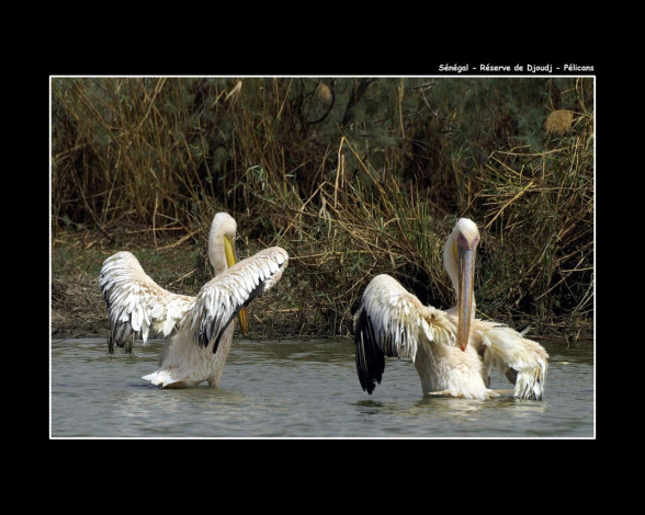 Обои картинки фото животные, пеликаны