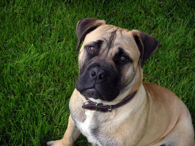 Обои картинки фото животные, собаки