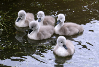 Картинка животные лебеди вода птенцы пушистый