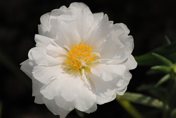 Картинка цветы портулак белый тёмный