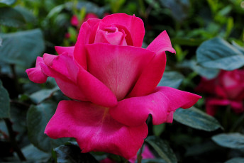 Картинка цветы розы лепестки