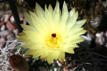 Картинка цветы кактусы желтый бутон колючки