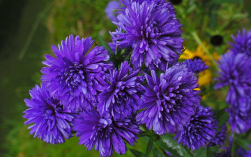 Картинка цветы астры