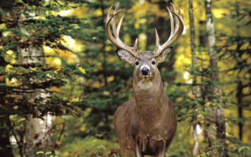 Картинка животные олени красавец лес