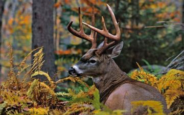 Картинка животные олени лес осень