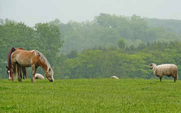 Картинка животные разные вместе трава лето