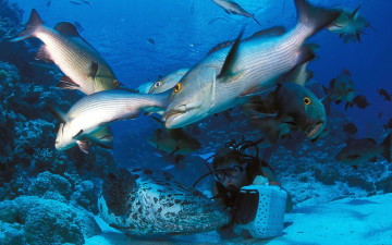 Картинка животные рыбы морское дно аквалангист