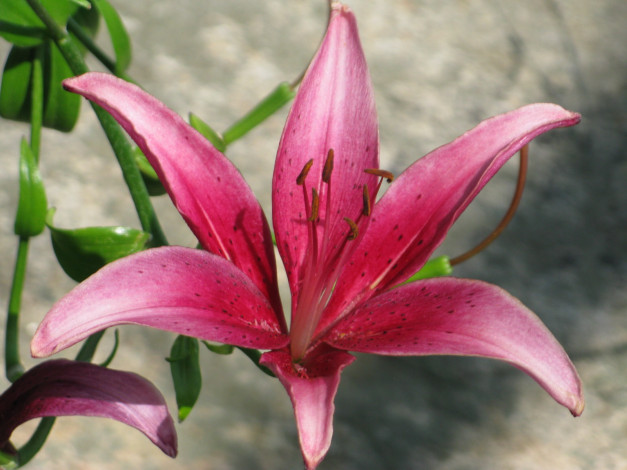 Обои картинки фото цветы, лилии, лилейники, листья, лепестки