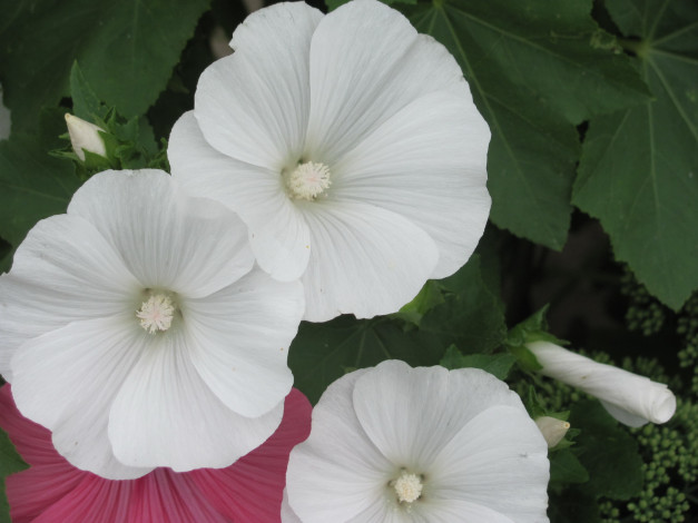 Обои картинки фото лаватера, цветы, белые