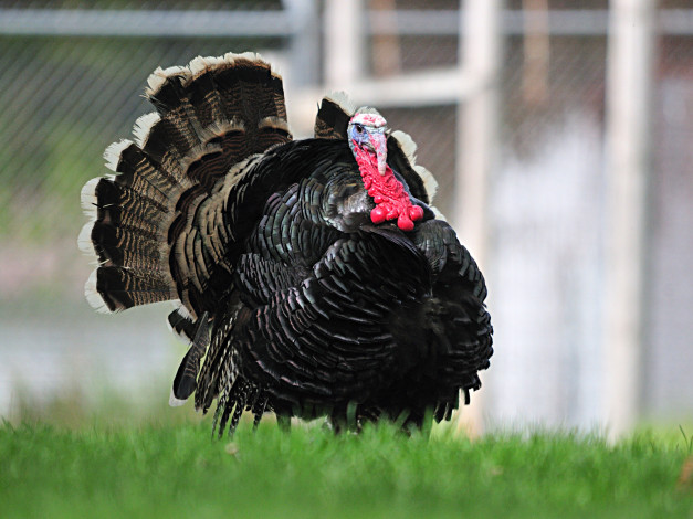Обои картинки фото животные, индюки, гордость