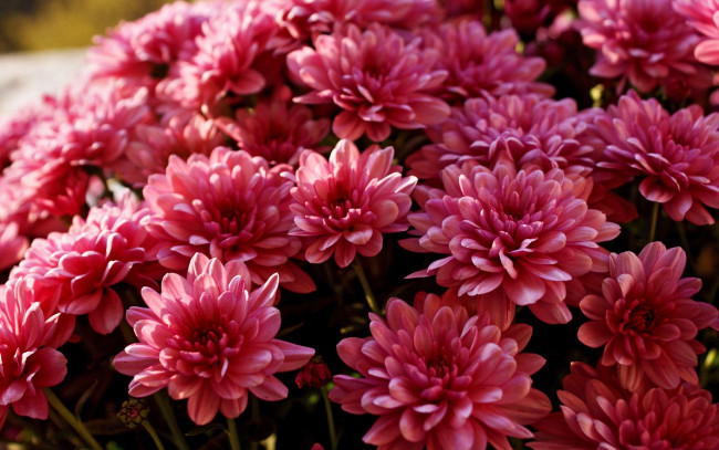Обои картинки фото цветы, хризантемы