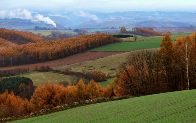 Обои картинки фото природа, поля, деревья